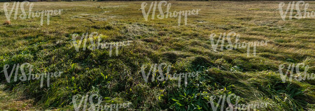 field of grass in the evening light