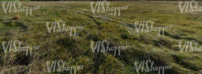 grass field in the afternoon sunlight