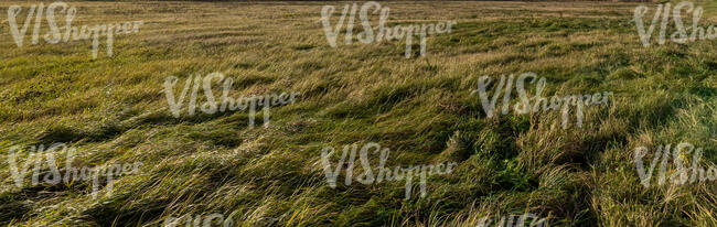 field of grass in the evening sunlight