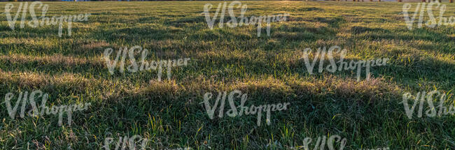 vast meadow in the evening sun