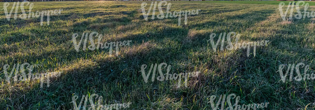 wild grass in the evening sun