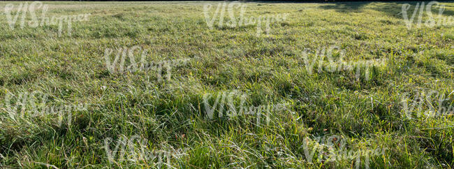 wild grass in the sunlight