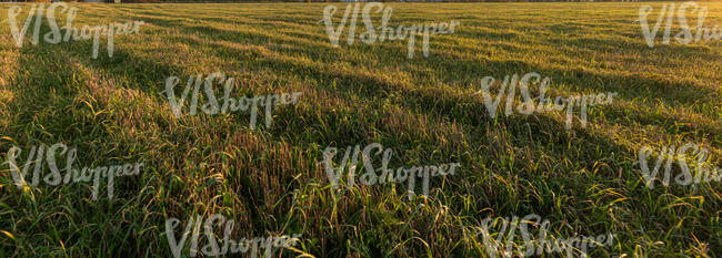 field of grass in the evening sun