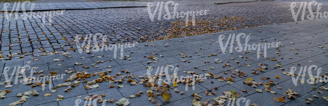 paved road in autumn with fallen leaves