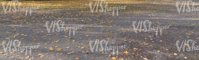 gravel road with leaves and long shadows