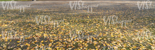 gravel ground with a lot of fallen leaves