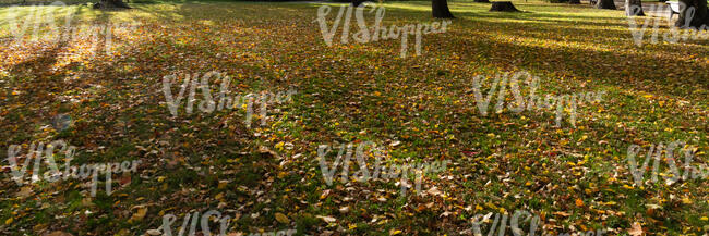 park ground with grass and fallen leaves