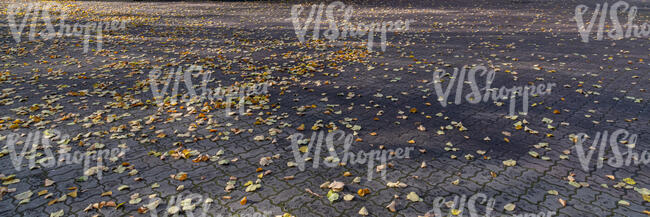 park road with many fallen leaves