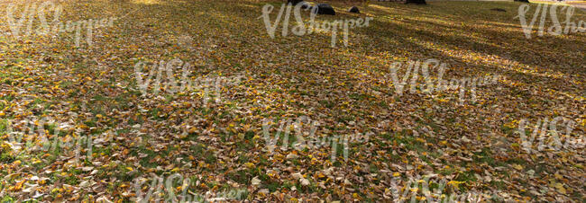 area in a park thickly covered with fallen leaves