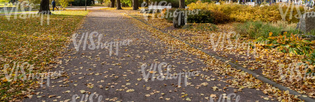 pathway in a park with fallen leaves