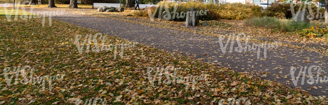 park road with tree shadows and fallen leaves