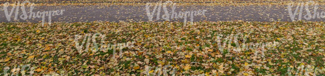 footpath in autumn with many fallen leaves