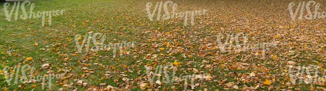 lawn in autumn with fallen leaves