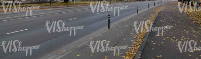 tarmac road with fallen leaves