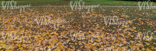 ground with fallen leaves and a small footpath in the back