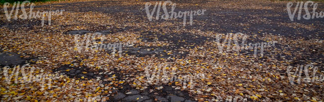 asphalt ground with many fallen leaves