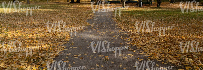 walking path in a park with golden light and fallen leaves