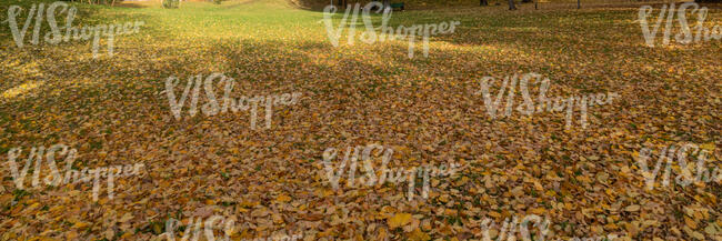 grassy ground in autumn light covered with leaves