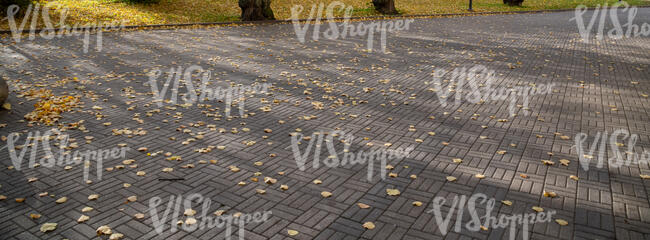 paved walking path in autumn with shadows and fallen leaves