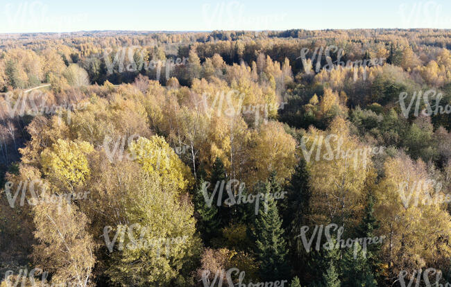 bird eye view of a forest in the autumn