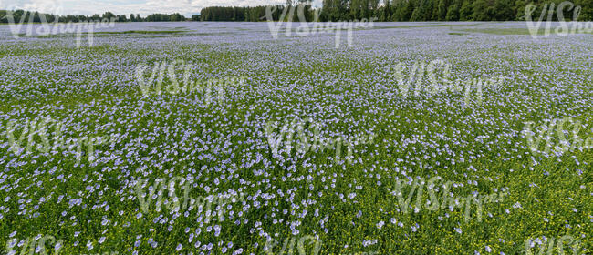 field of blooming flax