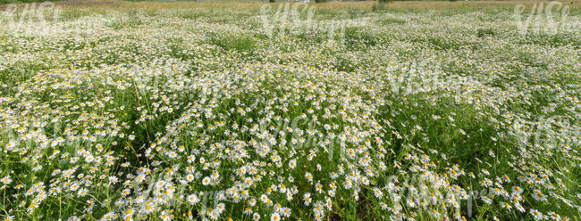 field of blooming daisies