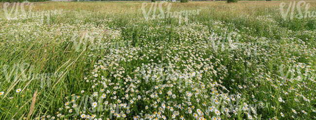 field of blooming daisies