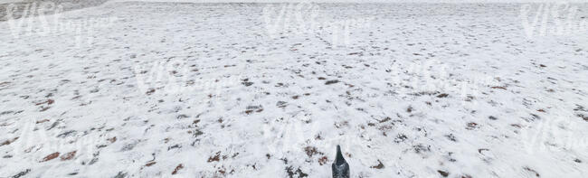 pavement with a lot of snow and a dove