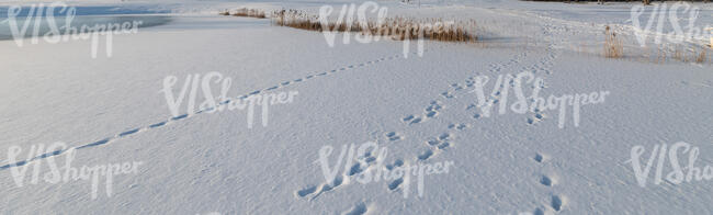 snow covered ground in sunlight