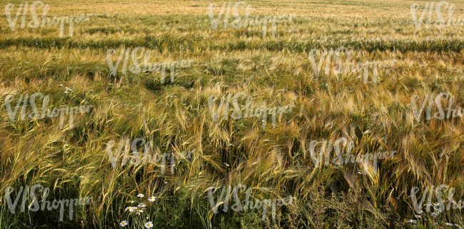 crop field