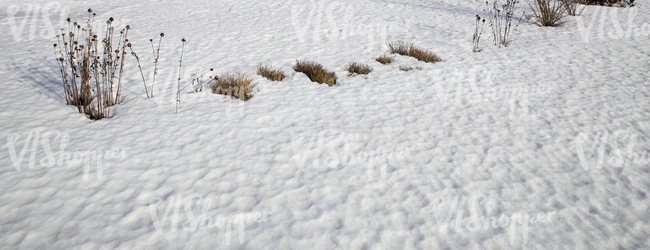 snow-covered ground with some plants