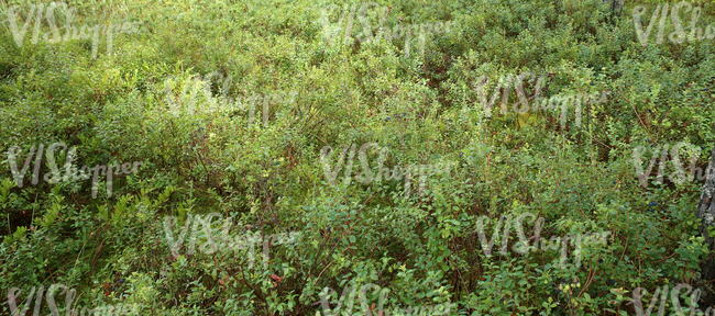 forest floor with blueberry plants