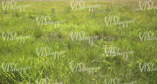 field of wild grass