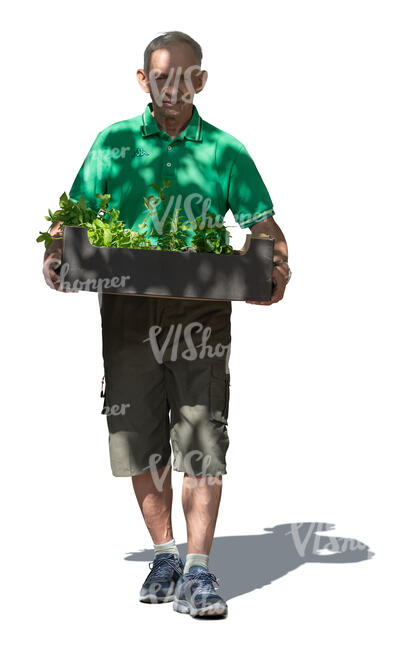 older man carrying a box full of plants in tree shade