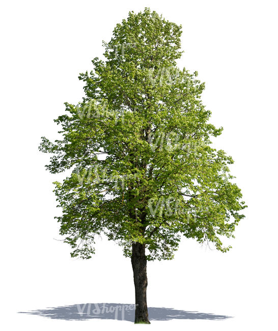 cut out big tree in sunlight - cut out trees and plants - VIShopper