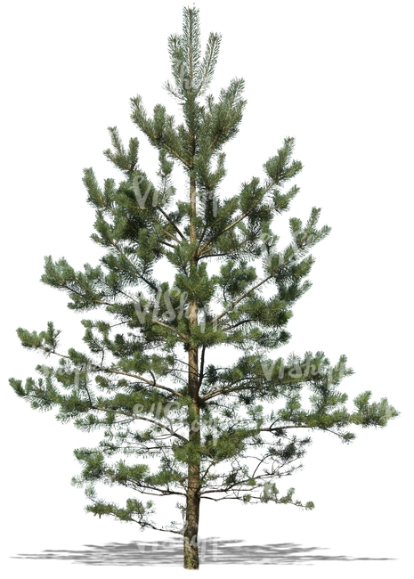 cut out young pine tree