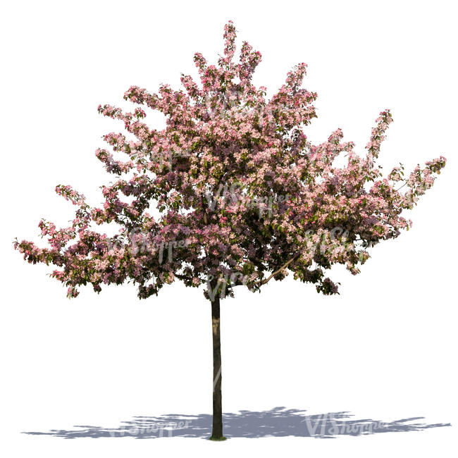 cut out blooming cherry tree - VIShopper