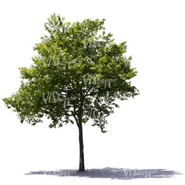 size tree download