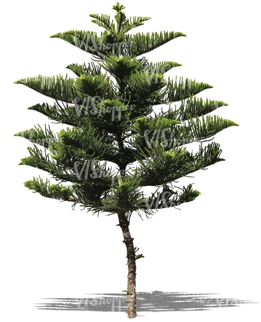 cut out evergreen tree