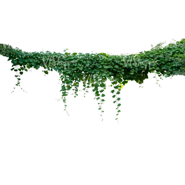 cut out hanging vine