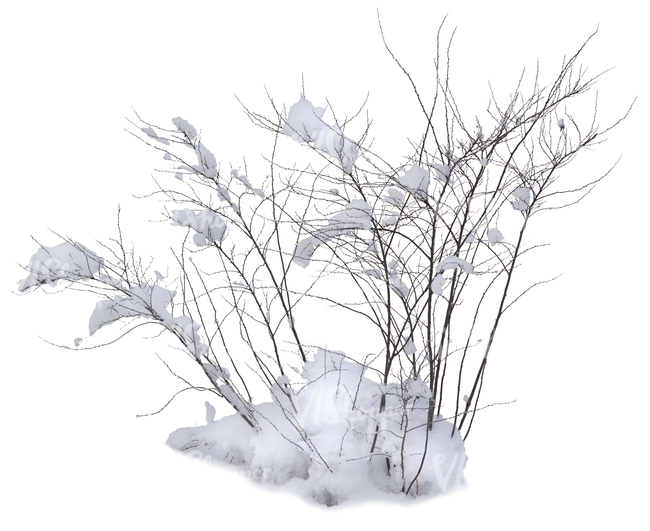 leafless bush covered with snow