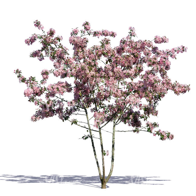 small blooming cherry - VIShopper