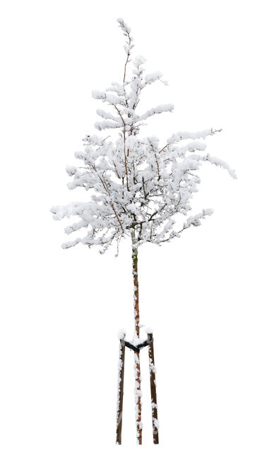 small tree with a support crate in winter