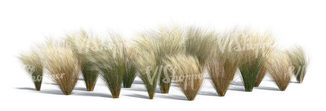 large group of rendered ornamental grass bushes