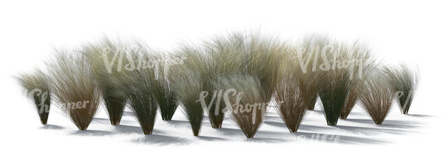 backlit rendering of a group of ornamental grass plants