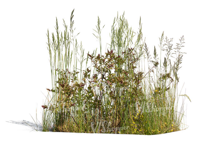 cut out composition of green plants in sunlight