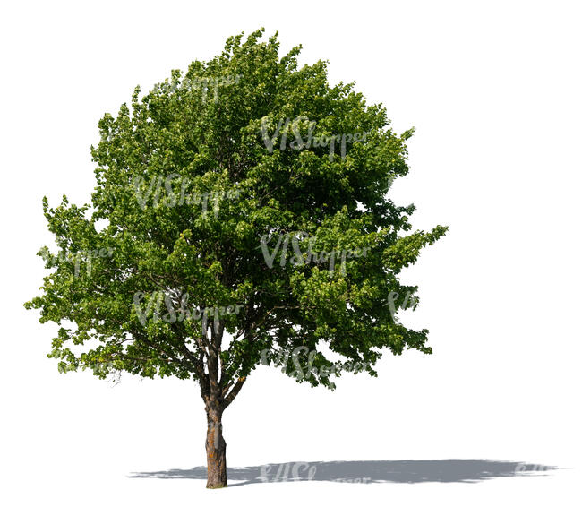 big maple tree with fresh thick foliage