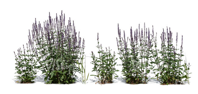 cut out row of blooming sage plants