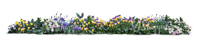 cut out row of blooming flowers and violets