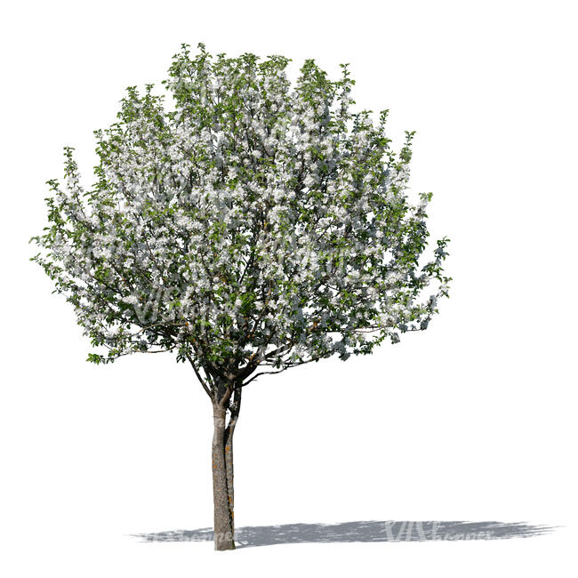 cut out blooming apple tree